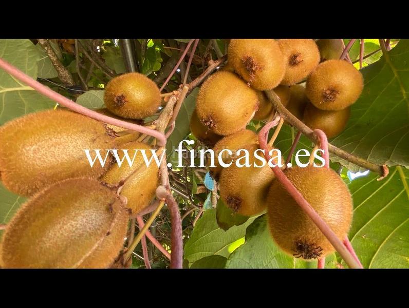 Foto ec013783-9561-448b-812d-6504bb41ce90. Chalet en Panxón Nigrán