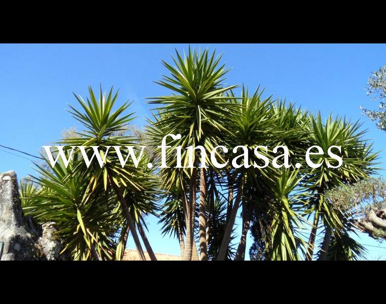 Foto 6a239bfe-c8a2-4e68-a8f4-18a14a69b160. Chalet con camino parcheggio piscina in Mos