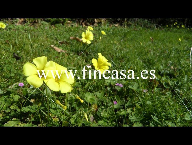 Foto 8547beba-0c21-4b3d-afe5-cb5314244cef. Chalet en O Castro Vigo