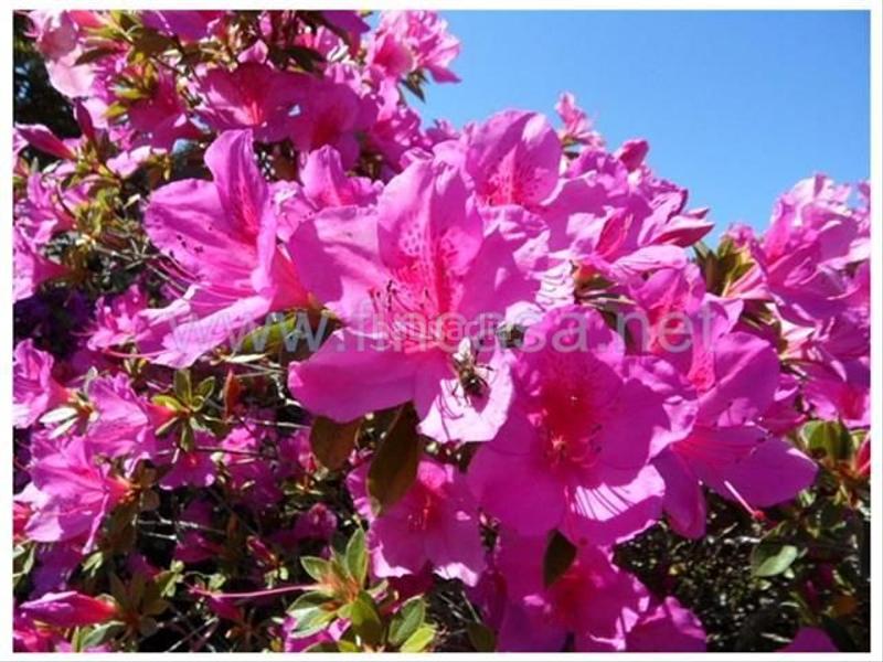 Foto 8b934950-b6fb-4a85-9906-db88d444874f. Chalet con riscaldamento parcheggio piscina in Gondomar