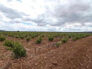Finca rústica  N/a