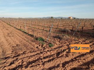Propriété à Valdepeñas. Finca rúst. en venta en carretera daimiel.