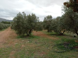 Masia a Valdepeñas. Finca rúst. en venta en carretara del cristo.