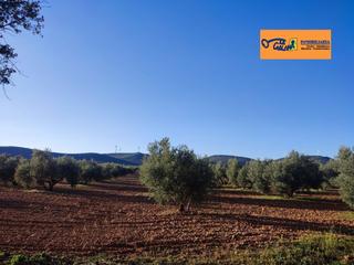 Propriété à Valdepeñas. Finca rúst. en venta en valdepeñas.