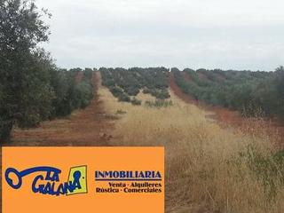 Finca rústica a Valdepeñas. Finca rúst. en venta en carretera santa cruz.