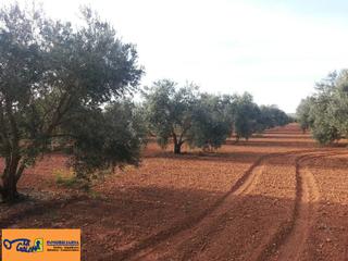 Mas à Valdepeñas. Finca rúst. en venta en carretera moral, 3 dormitorios.