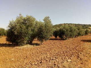Mas à Valdepeñas. Finca rúst. en venta en carretera torre nueva.