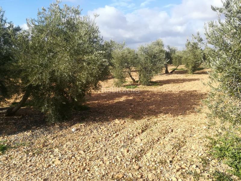 Foto 7e846e6f-a21b-4f3d-abce-afe7b976c95f. Rural plot in Valdepeñas