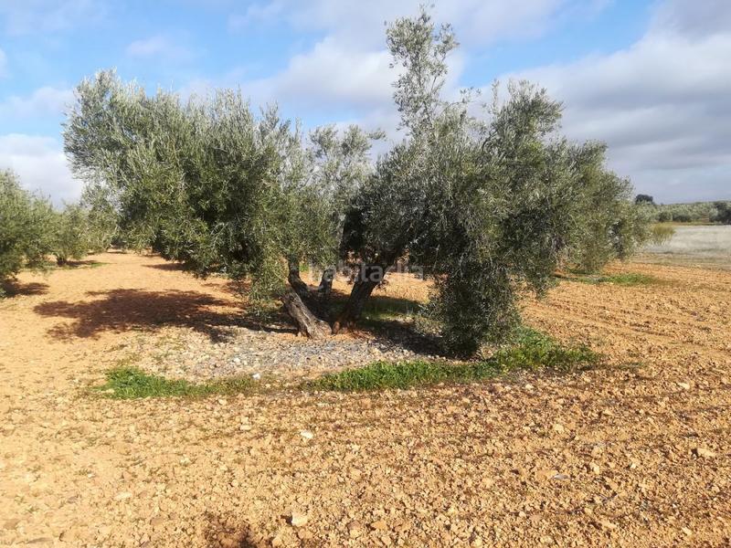 Foto ca3d2417-06ac-4827-bcc9-23a64179092e. Rural plot in Valdepeñas