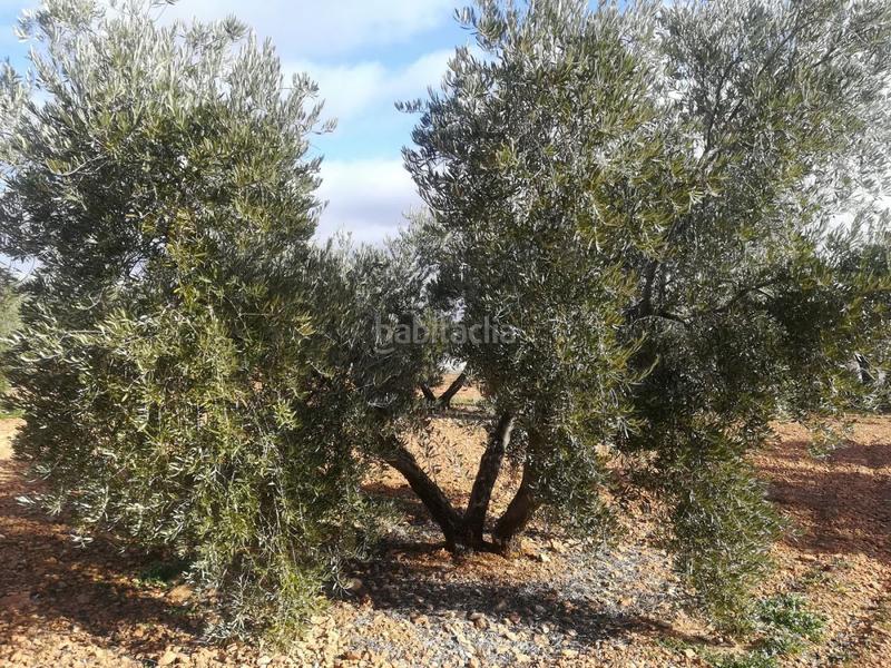 Foto e6e1796d-1670-4fb5-8e9c-5cbe398e4f78. Rural plot in Valdepeñas