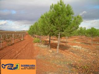 Finca rústica a Valdepeñas. Finca rúst. en venta en pantano cozar.