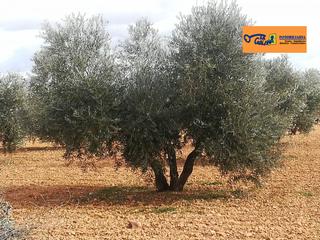 Masia  Hotezuela. Finca rúst. en venta en carretera daimiel.