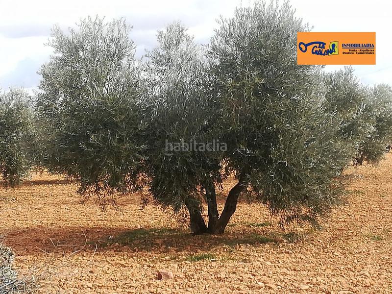 Foto a710a526-5e41-4dea-a323-fedb525494e0. Mas dans Valdepeñas