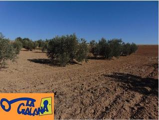 Propriété à Valdepeñas. Finca rúst. en venta en carretera de cozar.