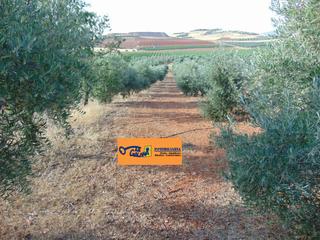 Propriété à Valdepeñas. Finca rúst. en venta en carretera torre nueva.