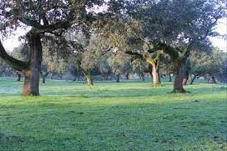 Fondo rustico in Campus Universitario