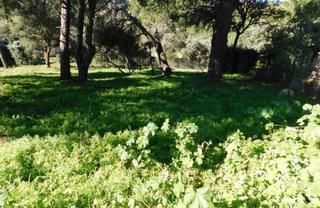 Terreno residencial  Calle alcor del roble. Venta de parcela / solar de 1000m2, en la urbanizacin ceres gol