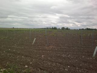Finca rústica a Tomelloso. Venta de viña emparrada de 11h de macabeo, agua 20.000m3  año