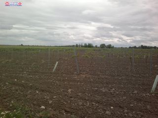 Rural plot in Tomelloso. Venta de viña emparrada de 11h de macabeo, agua 20.000m3  año