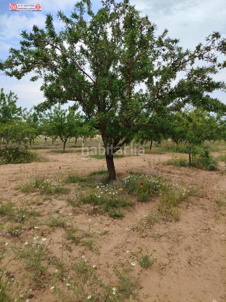 Foto d6f0a4c5-f128-46a3-bc99-4af8e06185ec. Rural plot in Alcázar de San Juan