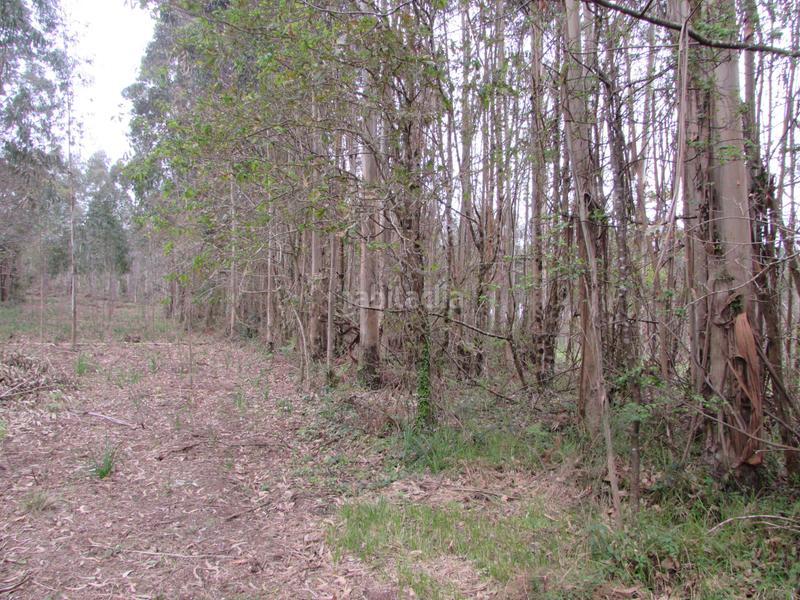 Foto 1f690a32-38b5-489e-b2f9-0c3260077186. Fondo rustico in dp-0811 55 in Bergondo