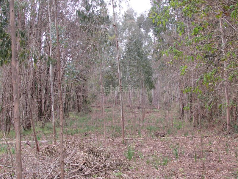 Foto 7cfd8ec3-a88a-40e3-9ec0-cdfc837a3249. Fondo rustico in dp-0811 55 in Bergondo