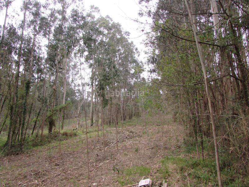 Foto db02b1d9-267b-4e47-b7d9-4213599eba31. Fondo rustico in dp-0811 55 in Bergondo