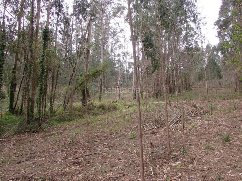 Foto dc528ca1-972c-445c-ad44-1ececccc573e. Fondo rustico in dp-0811 55 in Bergondo