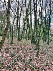 Finca rústica a Parroquias del Oeste. Se vende finca rústica en zona conturiz.