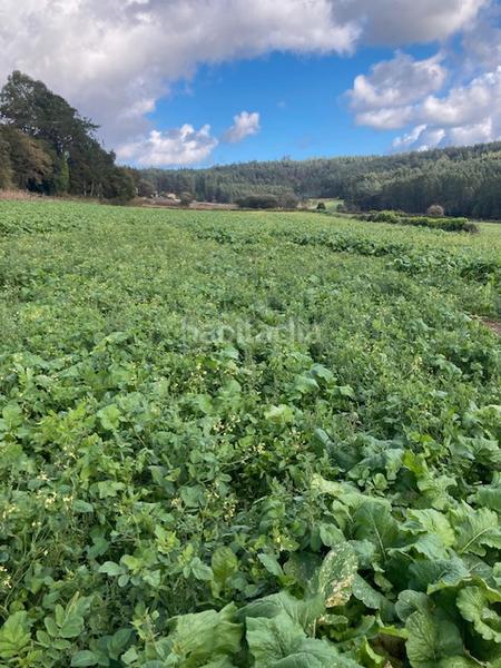 Foto 5e6e7a2c-a084-478d-9285-97cf9aec3224. Masia a Coristanco