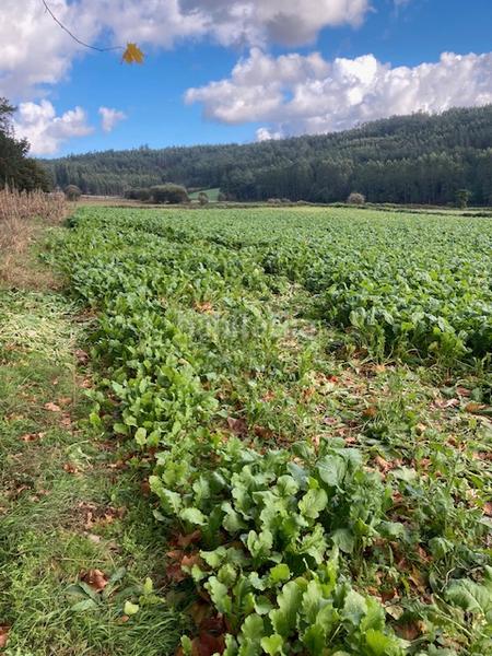 Foto dc9fb809-cdc1-430b-af8e-04f34836af09. Masia a Coristanco