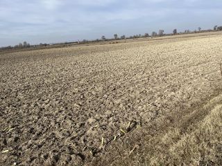 Rural plot in San Pedro. Parcela de 5 hectareas de riego en la zona del salobral