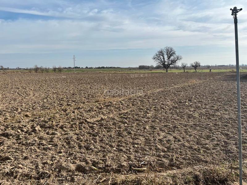 Foto ed830ff5-8c19-4825-821a-04cbaf917bc1. Finca rústica parcela de 5 hectareas de riego en la zona del salobral en Albacete