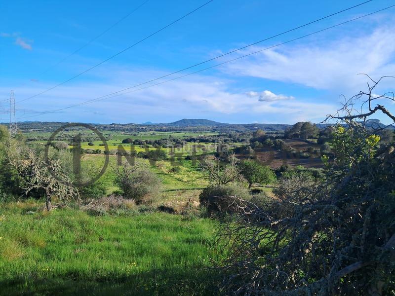 Foto 994b1fa1-5264-4e55-9f95-764f775a32da. Residential plot in Sineu