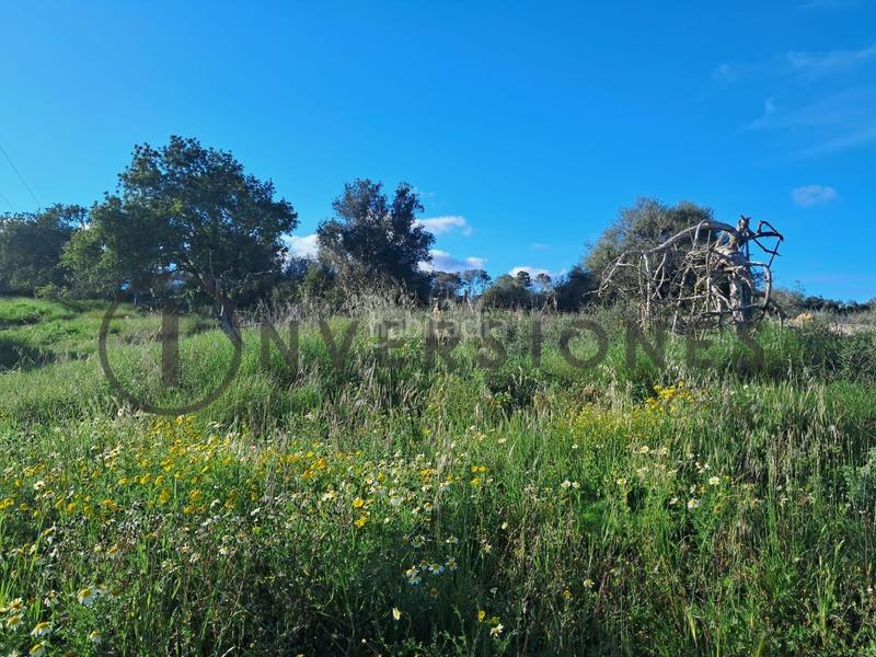 Foto 53ba5d42-124d-4c07-8c26-b7ea64deb9c8. Terrain résidentiel dans Sineu