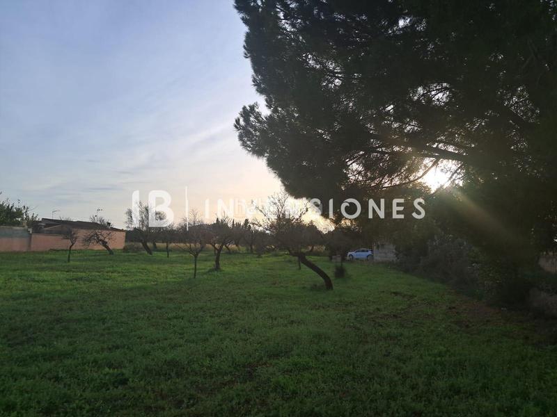 Foto 86656341-4c78-4749-a90a-ffe98cfca882. Fondo rustico in Lloseta