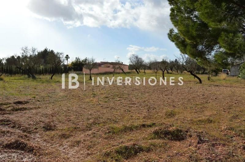 Foto f233c24f-3506-4016-a901-f5c135199ab9. Fondo rustico in Lloseta