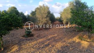 Fondo rustico  Vía los olivos. Terreno vallado y privado con olivos