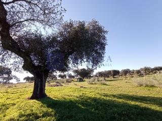 Masia a Trujillo. Venta de finca ganadera 6 has zona trujillo