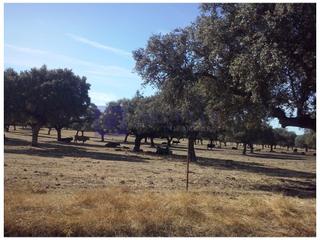 Masia a Trujillo. Finca ganadera de unas 110 hectáreas en la zona de trujillo