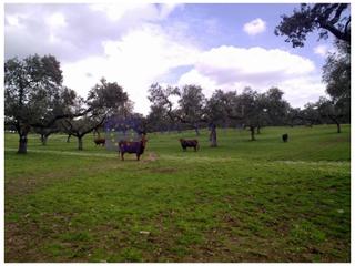 Masia a Navalmoral de la Mata. Finca ganadera de unas 150 hectáreas en la zona de navalmoral de