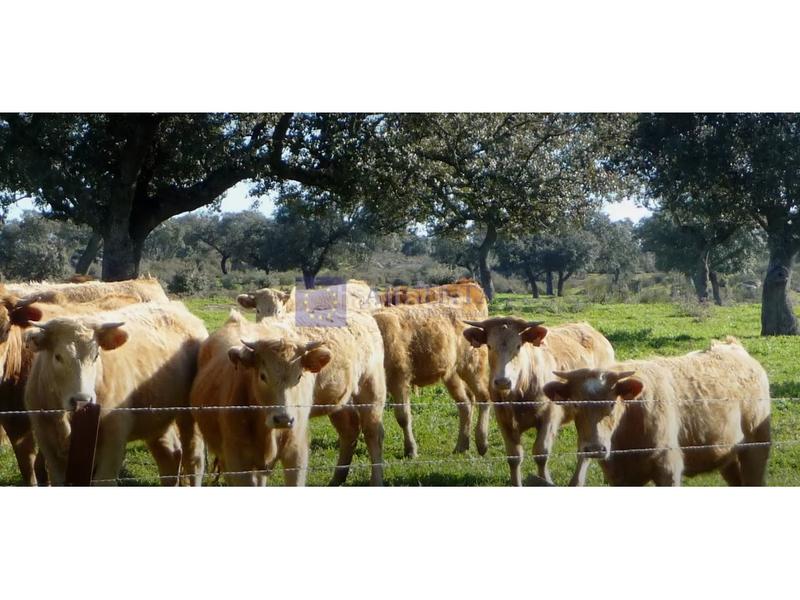 Foto 711793d6-5ff3-468b-b3c1-6fdf1533c524. Casa finca cinegética de unas 170 hectáreas en la zona en Plasencia