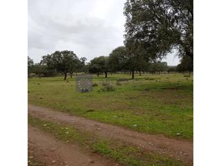 Casa a Aldeacentenera. Finca mixta de unas 220 hectáreas en la zona de guadalupe