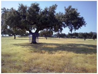 Masia a Cumbre (La). Finca cinegética de unas 300 hectáreas en la zona de monroy