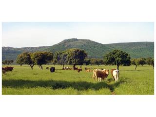 Mas à Zona Norte - Hospital - Urbanizaciones. Finca ganadera de unas 350 hectáreas en la zona de plasencia