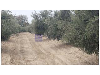Masia a Cañaveral. Finca ganadera de unas 700 hectáreas en la zona de cañaveral