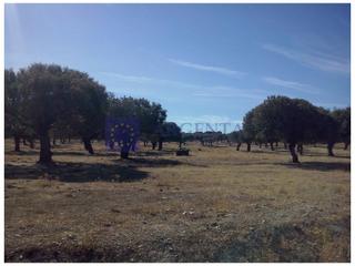 Masía en Herreruela. Finca mixta de unas 700 hectáreas en la zona de valencia de alcá