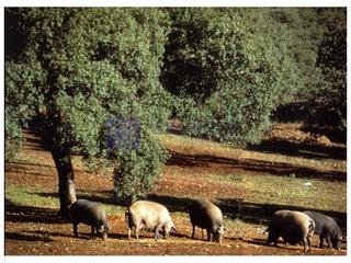 Masia a Cañaveral. Finca cinegética de unas 900 hectáreas en la zona de cañaveral