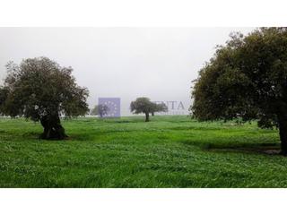Masia a Alcuéscar. Finca ganadera de unas 20 hectáreas en la zona de alcuescar