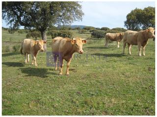 Masia a Alcuéscar. Finca mixta de unas 50 hectáreas en la zona de alcuescar
